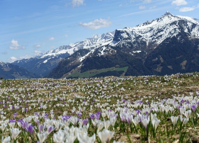 Ferienwohnung Zillertal